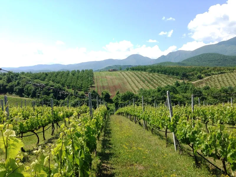 Ieropoulos Winery in Nemea: Dawn of a new era