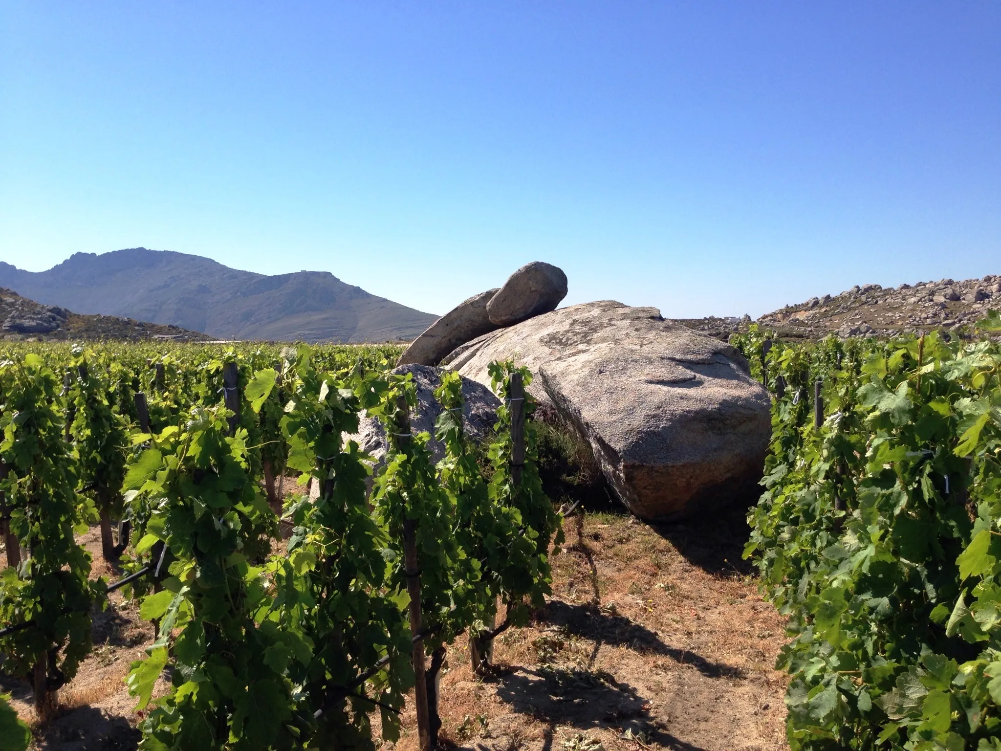 Tradition and innovation in Douloufakis winery in Crete