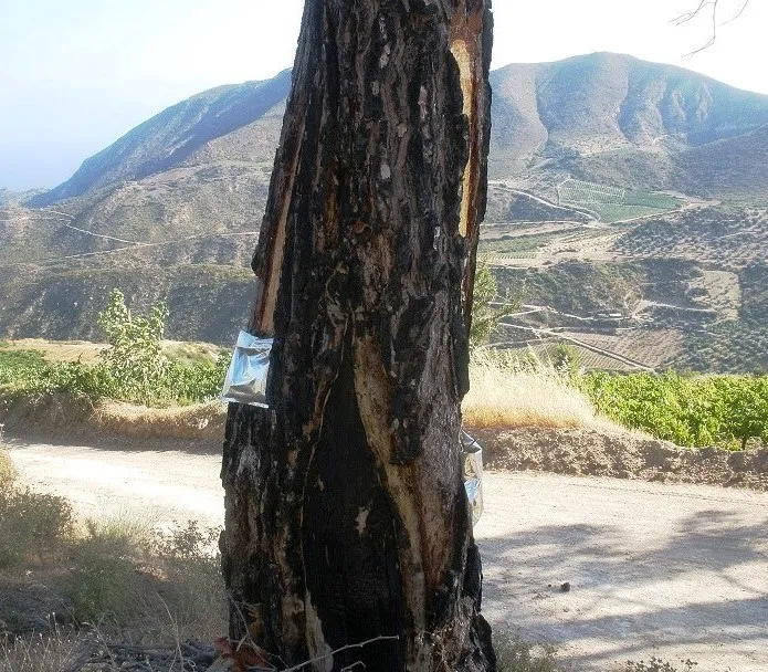 The controversial case of Retsina