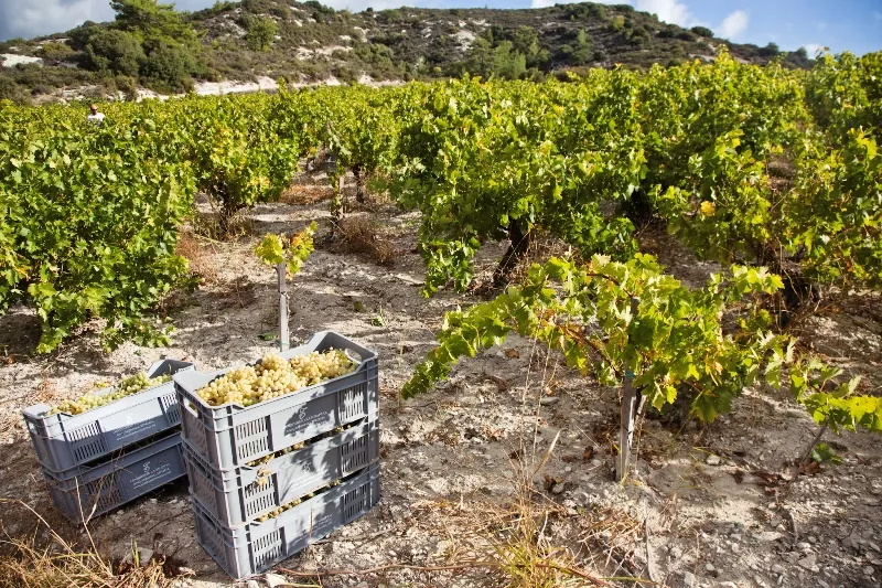 Mediterra Assyrtiko 2015