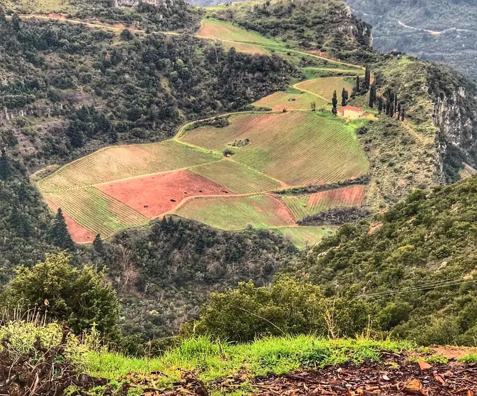 Demitri explores the Peloponnese Part 2: Mavrodaphne and friends