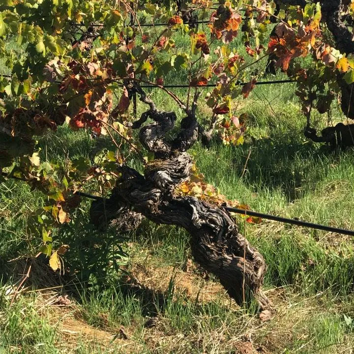 Evaluating the Impact of Old Vines