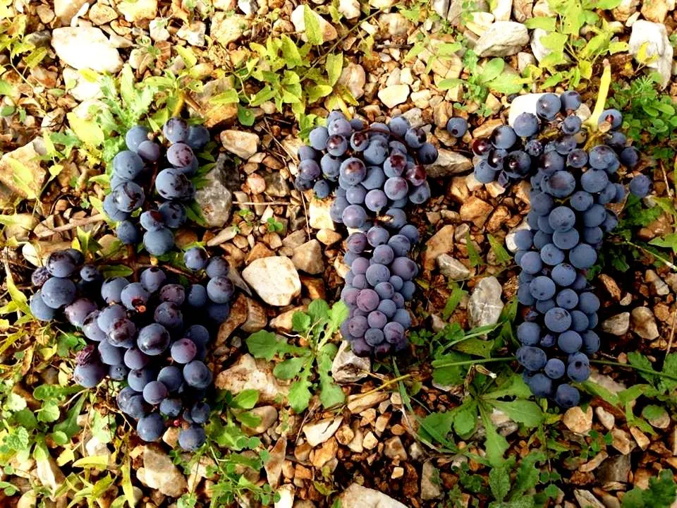 Tannins on five major Greek red grape varieties