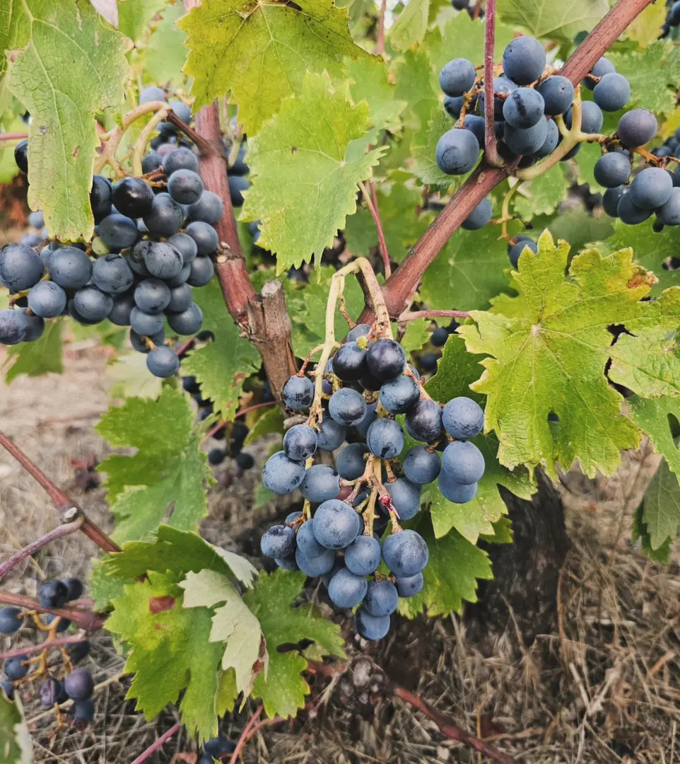 Maratheftiko (Cyprus)