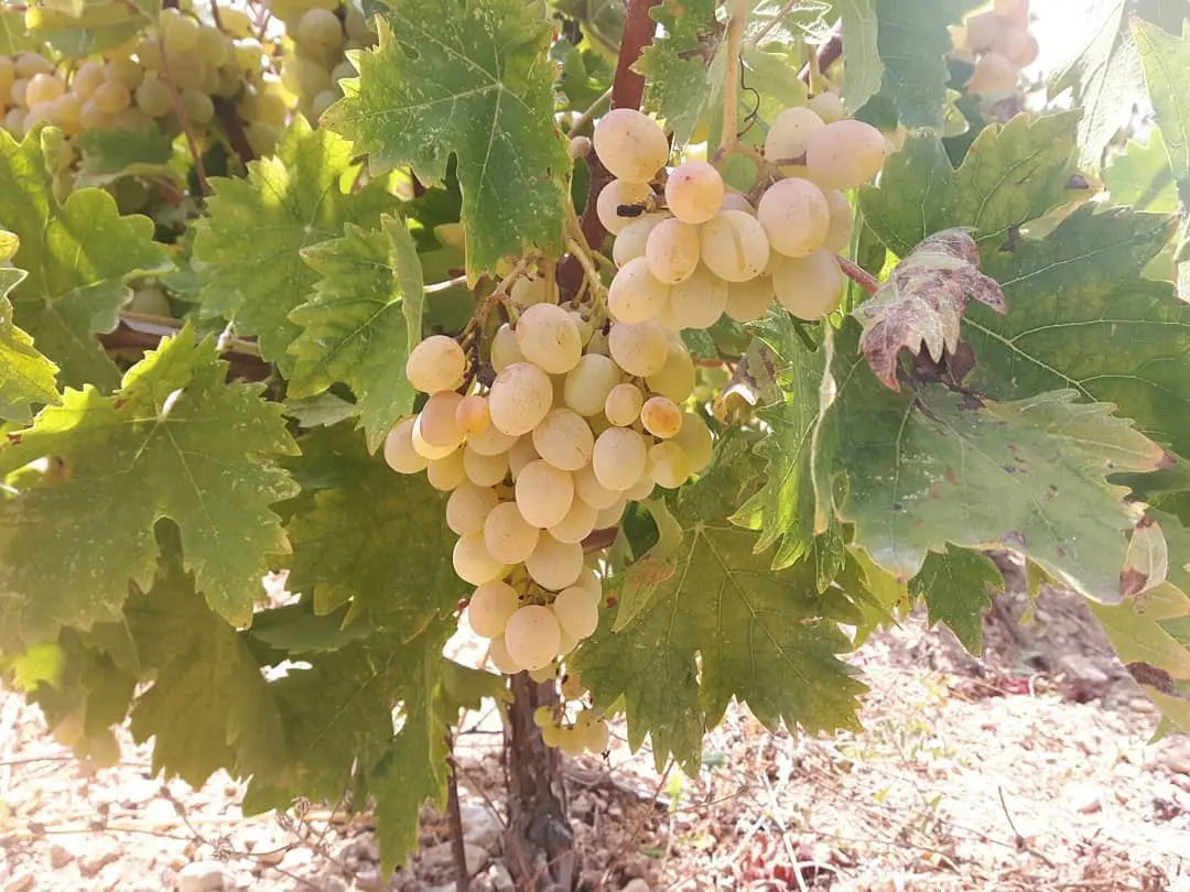 Morokanella (Cyprus)