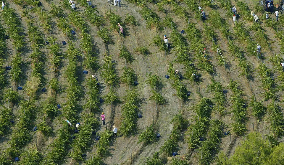 Historic Porto Carras winery sold to Belterra Investments (Βreaking News)