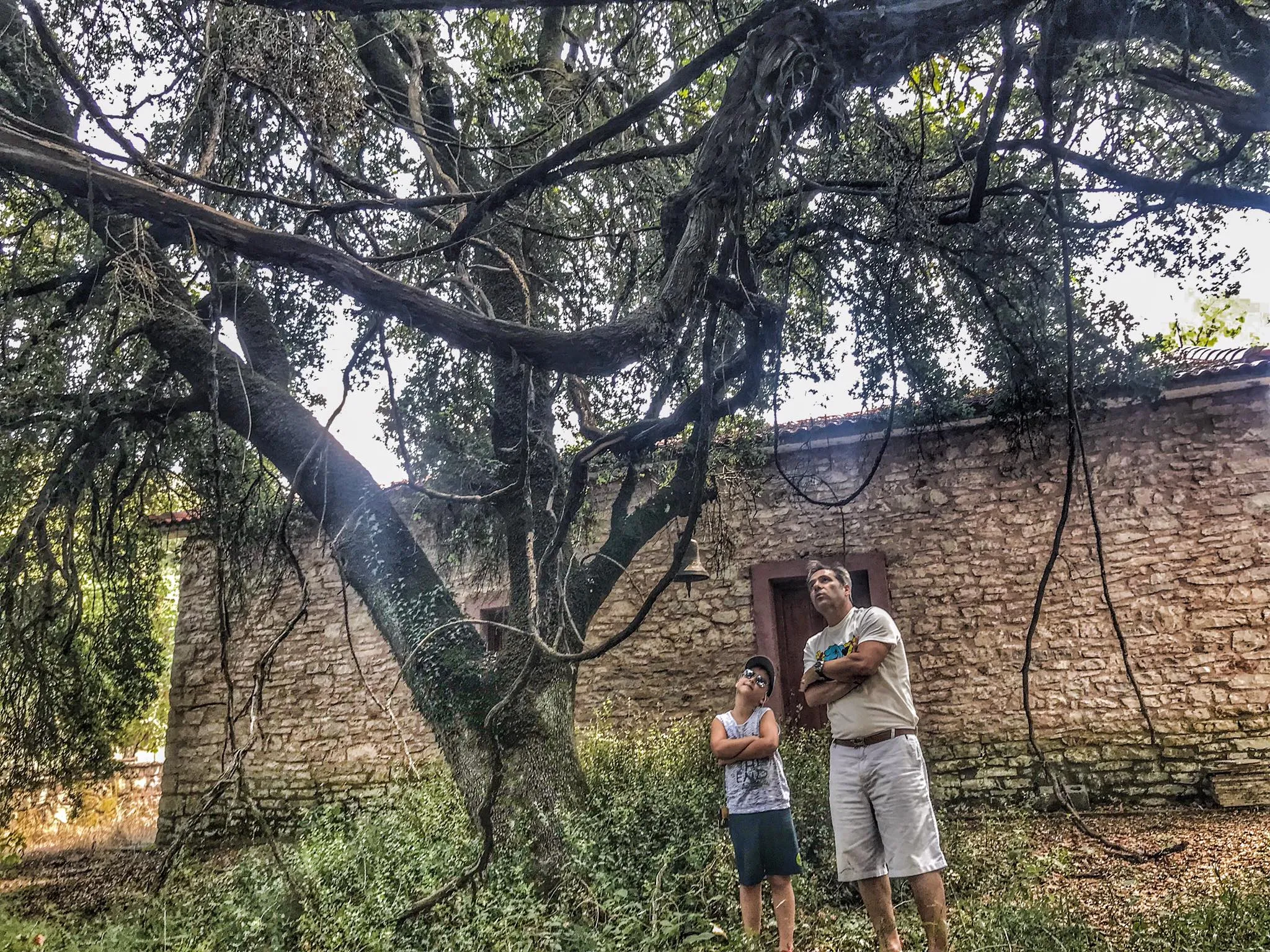 Τhe Mystery of the Pausanias vine