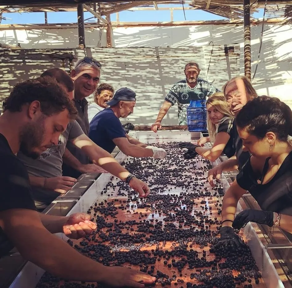 Santorini Vintage 2020: Back to normal?