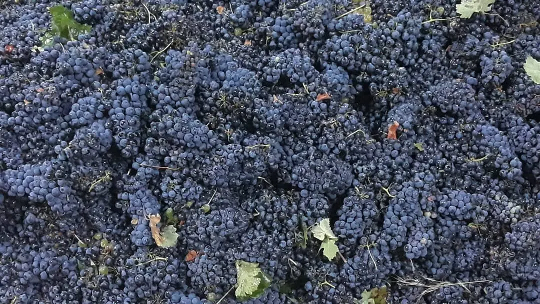 Νεμέα Τρύγος 2020: Καταλύτης εξελίξεων