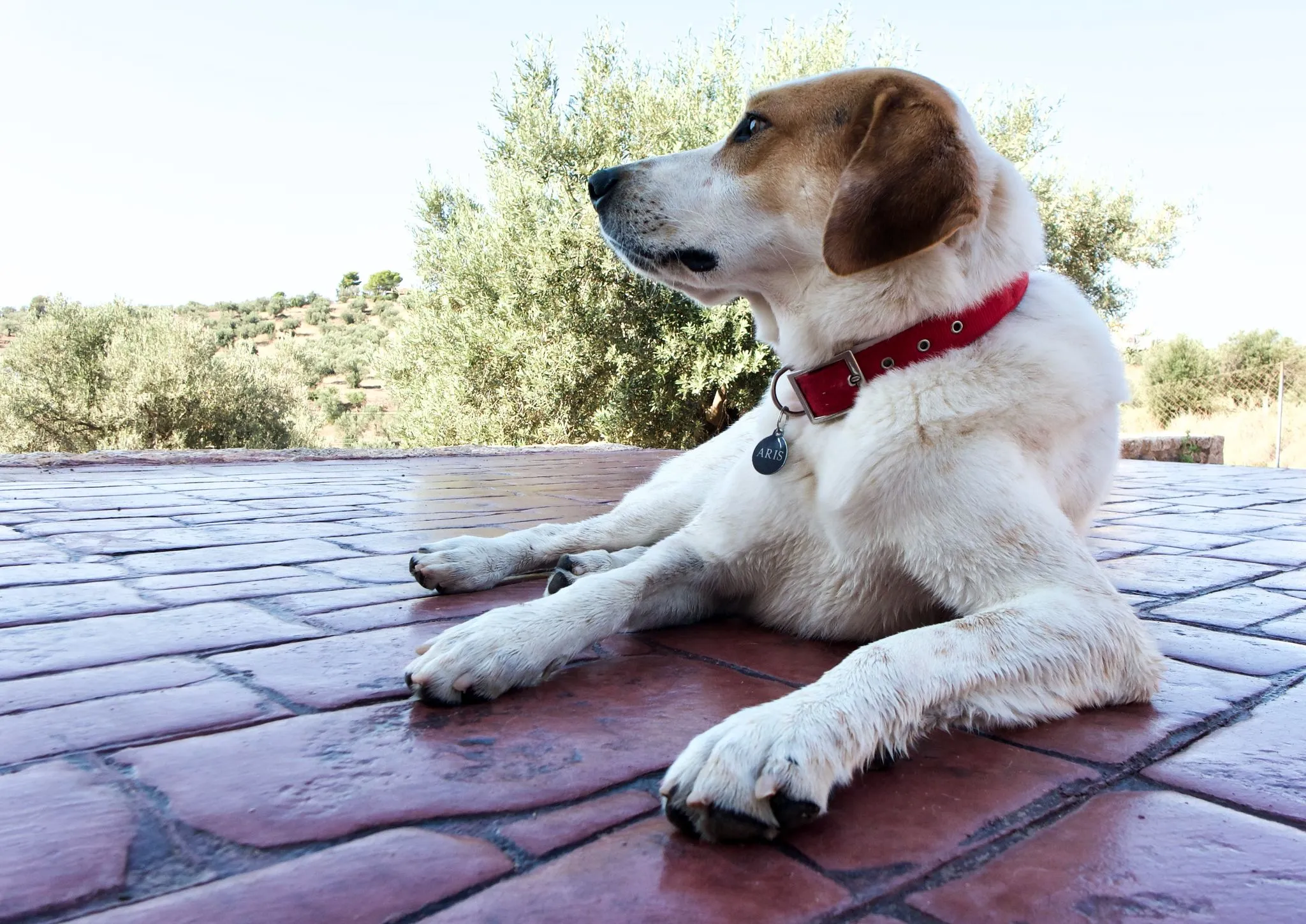 The Acquired Taste of Wine