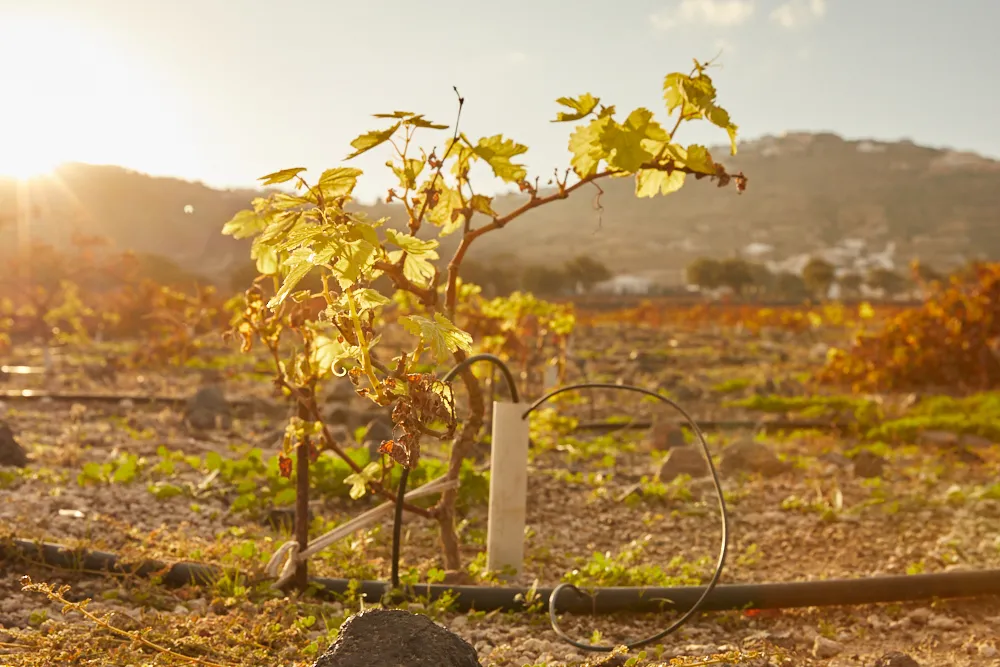 Greece’s golden era