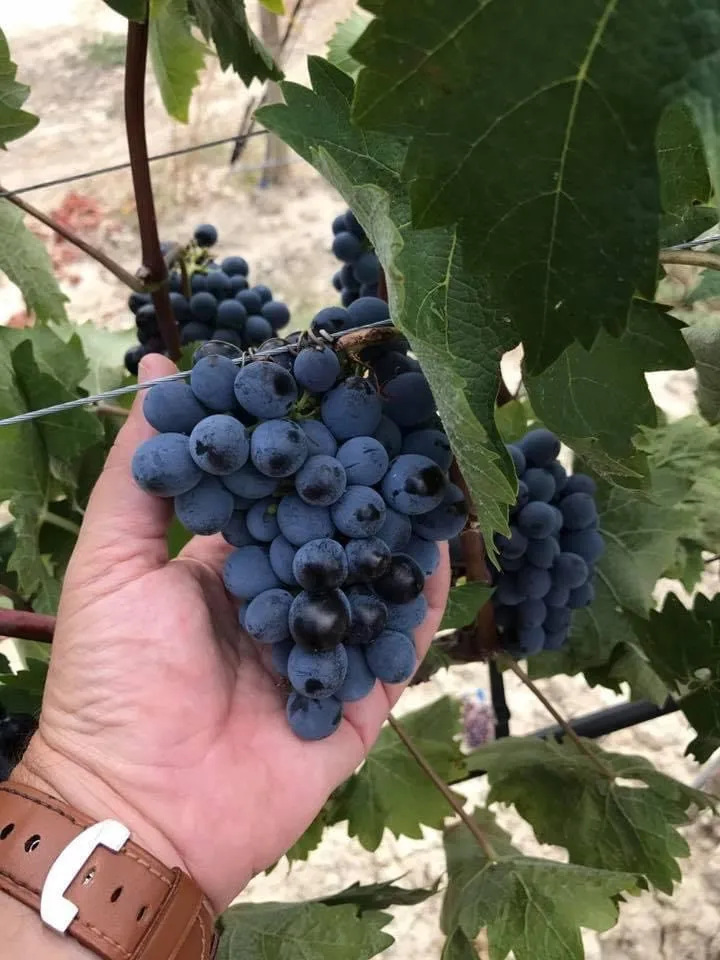 Νέος φάκελος και κατάταξη για το ΠΟΠ Νεμέα