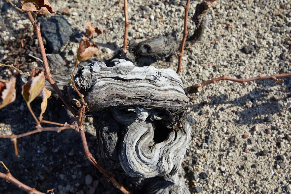 Old vines in Santorini, an interview with vinegrower Nikolas Pelekanos