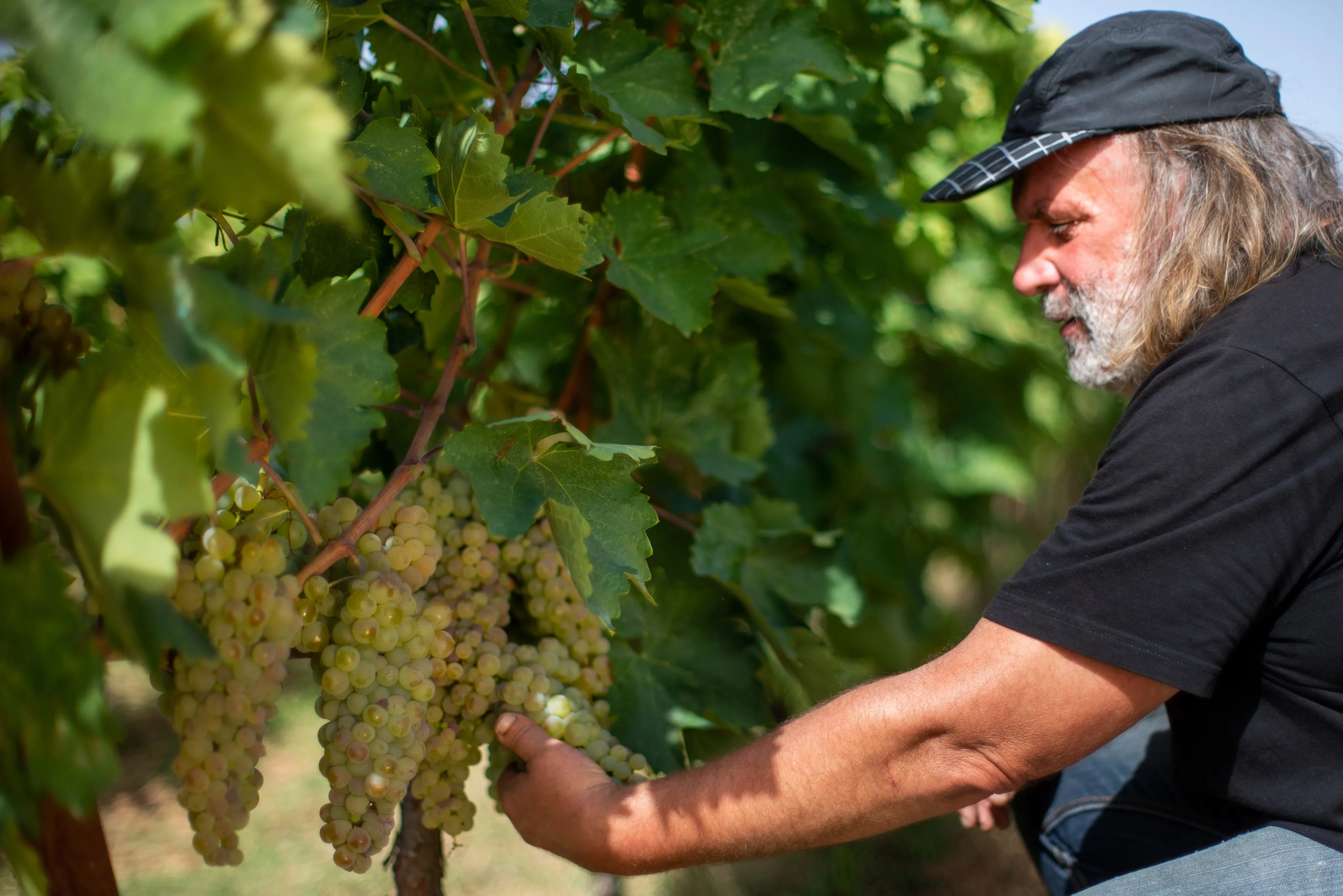 The wines of Kitas winery