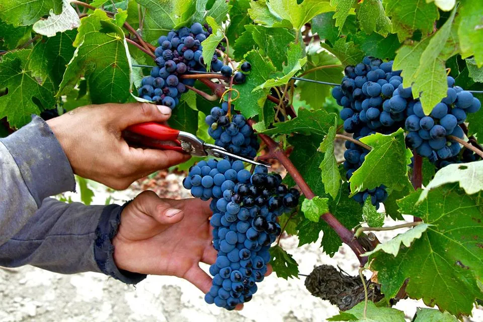 Η επιστροφή του Αγιωργίτικου