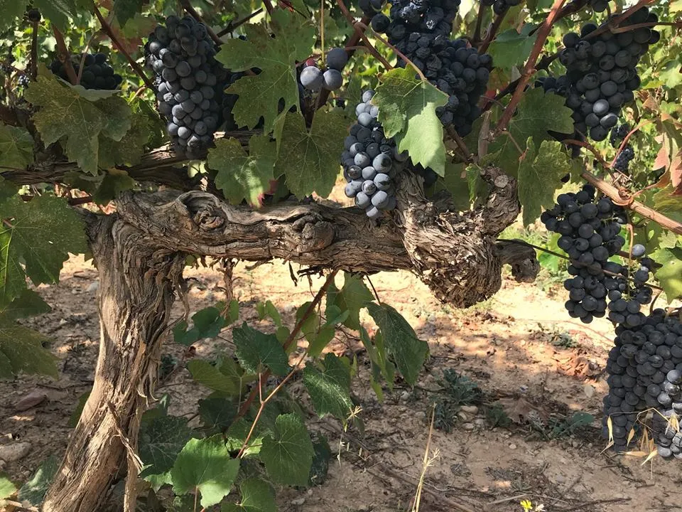 The return of Agiorgitiko