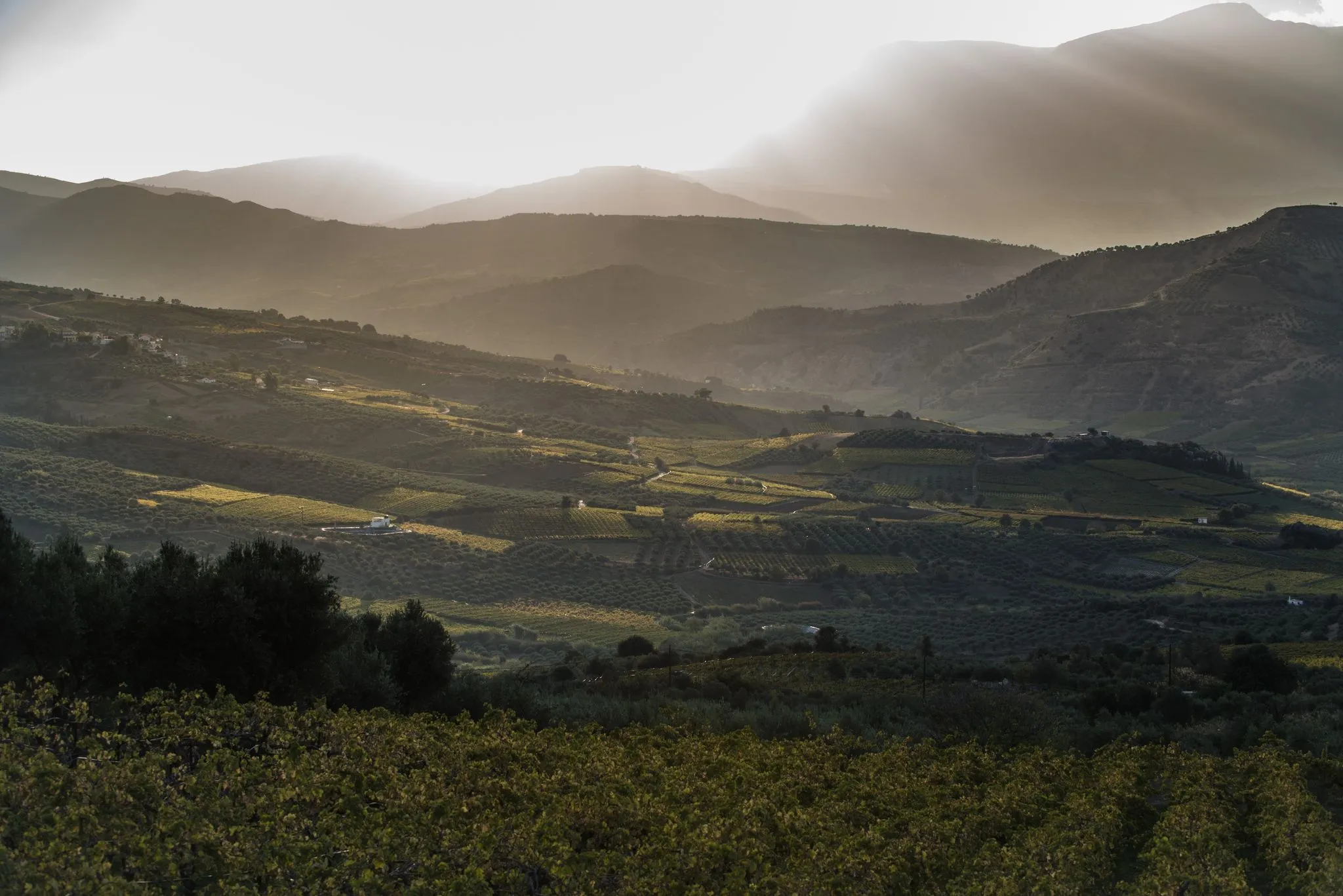 Where does Cretan wine stand today?