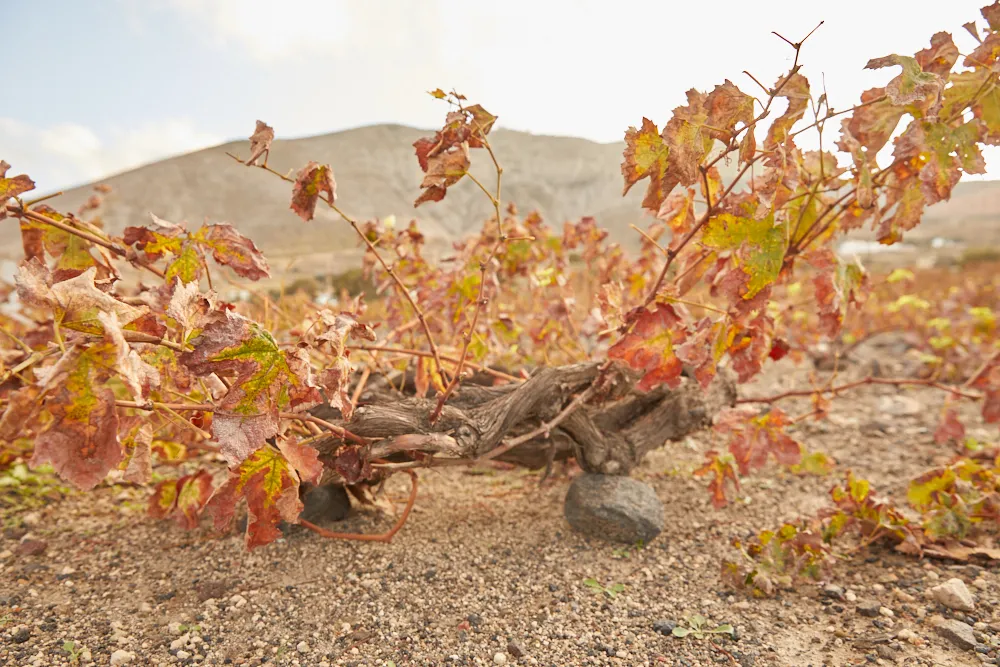 Ποια είναι η ηλικία του αμπελώνα της Σαντορίνης;