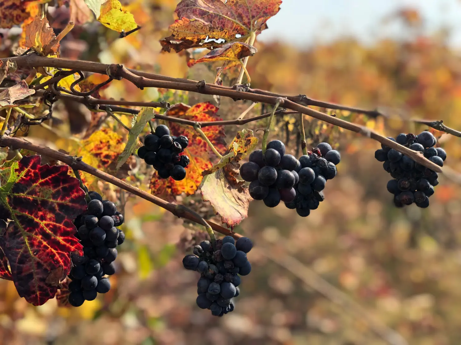 Από την αναγεννητική αμπελοκαλλιέργεια στη διεθνή επιστημονική κοινότητα