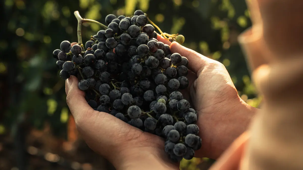 From regenerative viticulture to the international scientific community