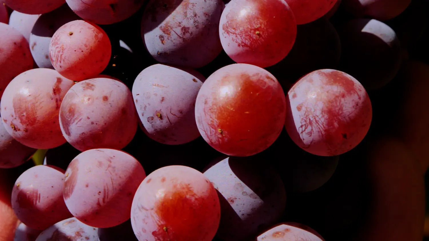 Change is tough, but often worth it: Exploring skin-fermented Moschofilero