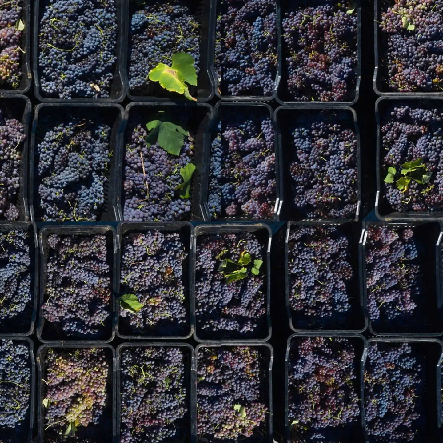 Μοσχοφίλερο και Μαντινεία: μια νέα ανάγνωση της τυπικότητας