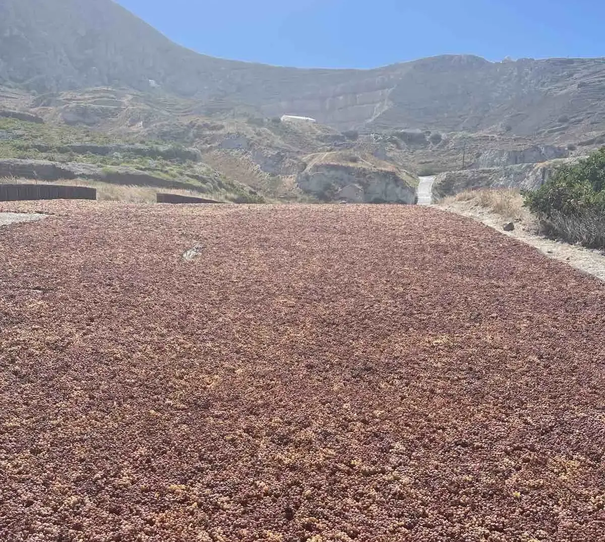 Vinsanto: Το ηφαιστειακό ελιξίριο της Σαντορίνης