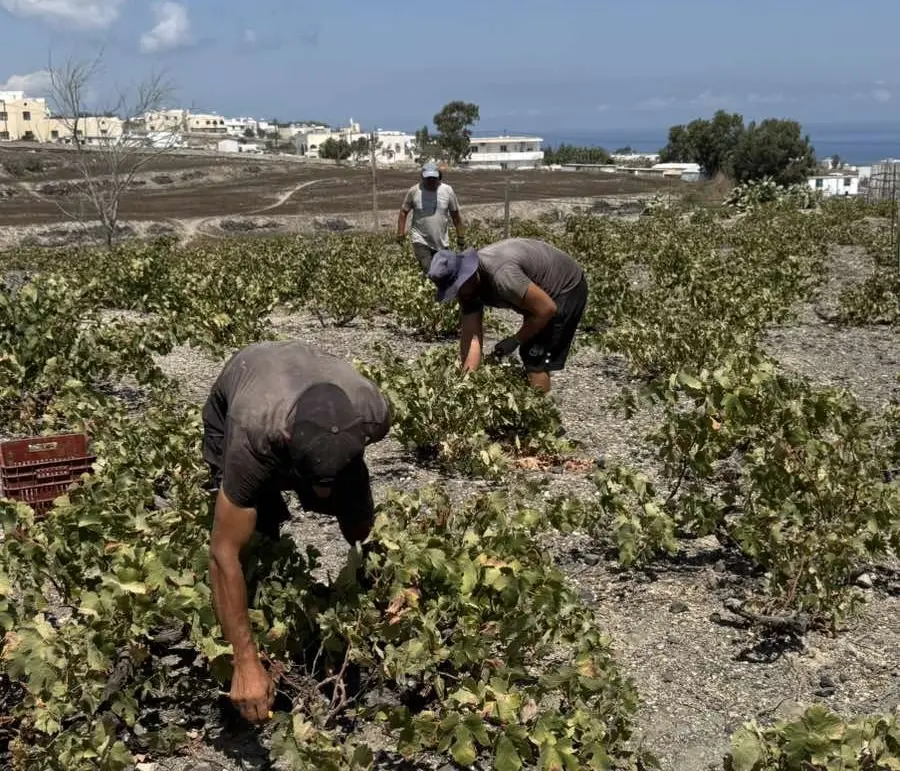 Η κουλούρα, τα γραμμικά αμπέλια και το μέλλον της Σαντορίνης