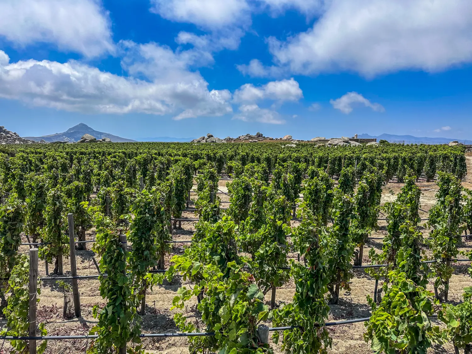 Assyrtiko beyond Santorini: 66 Wines from across Greece
