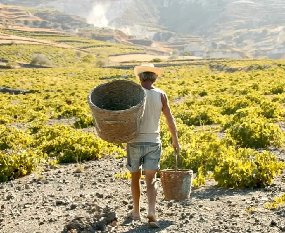 Santorini 2026: Harvest could fall by another 30% as growers and wineries move towards self-regulation